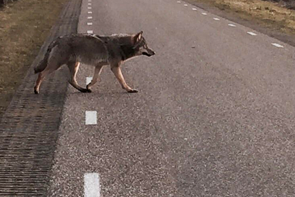 Is de wolf terug in Nederland? | Jeroen Verhoeff