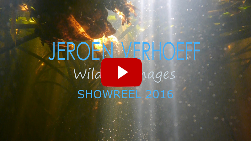Wildlife showreel 2016 website click 800