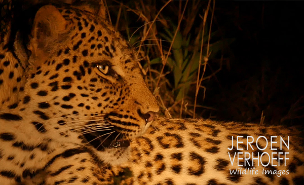 leopard 2015 Verhoeff Wildlife Images 600