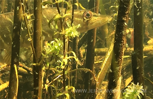 270513 snoekje tussen riet 500