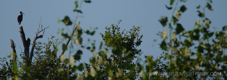 040813 zwarte ooievaar 700