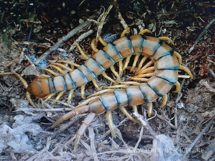 Scolopendra cingulata