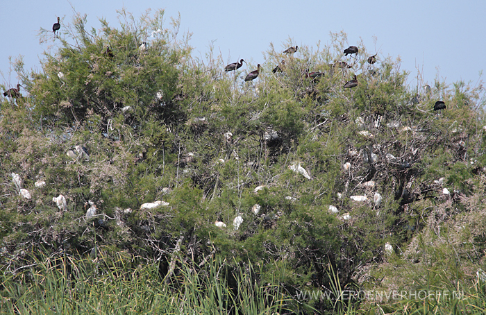 Spanje 2014 reiger kolonie