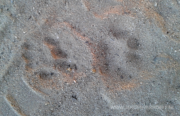 Spanje 2014 spaanse lynx sporen