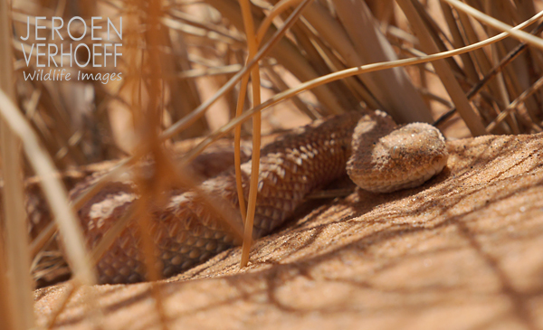 Cerastes vipera 2015 Verhoeff Wildlife Images 600