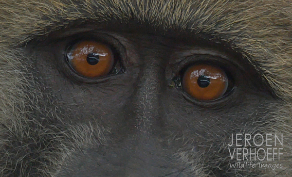 baboon 2015 Verhoeff Wildlife Images 600