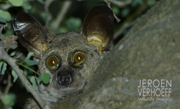 bushbaby 2015 Verhoeff Wildlife Images 600