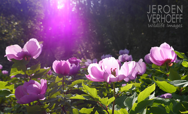 peony 2015 Verhoeff Wildlife Images 600