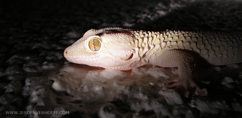 Gambia gekko