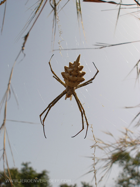 senegal archiope