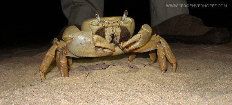 gambia landkrab