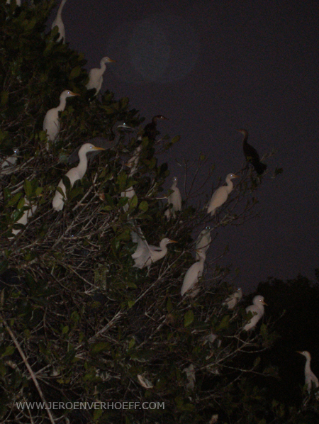 senegal vogeleiland nacht