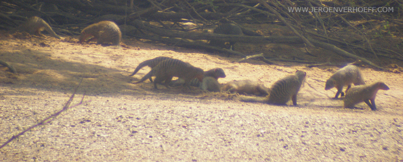 senegal zebramangoesten