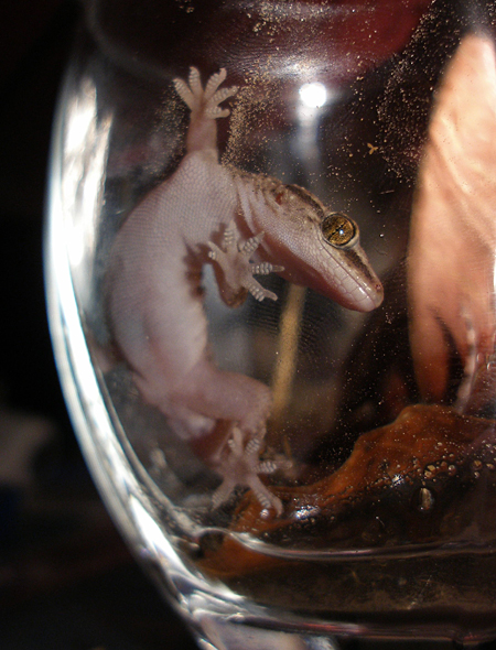 gambia brookes gekko