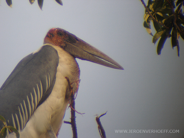 gambia maraboe