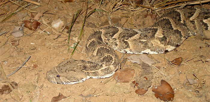 senegal pofadder