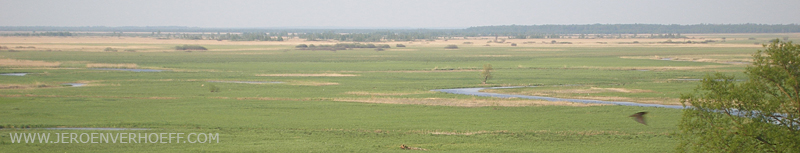 Polen natuur reisverslag Biebzra