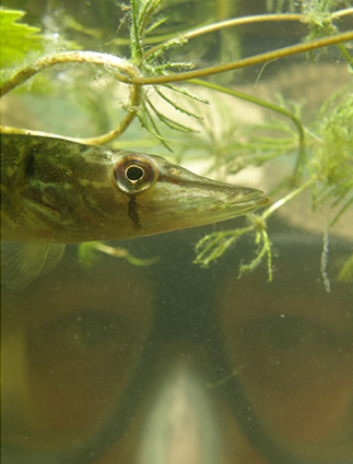 Jeroen Verhoeff Natuurlezing Snorkelen