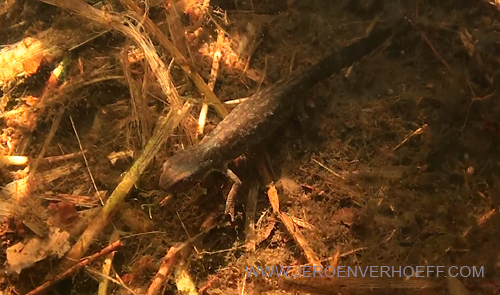 020613 kampoel alpenwatersalamander 500