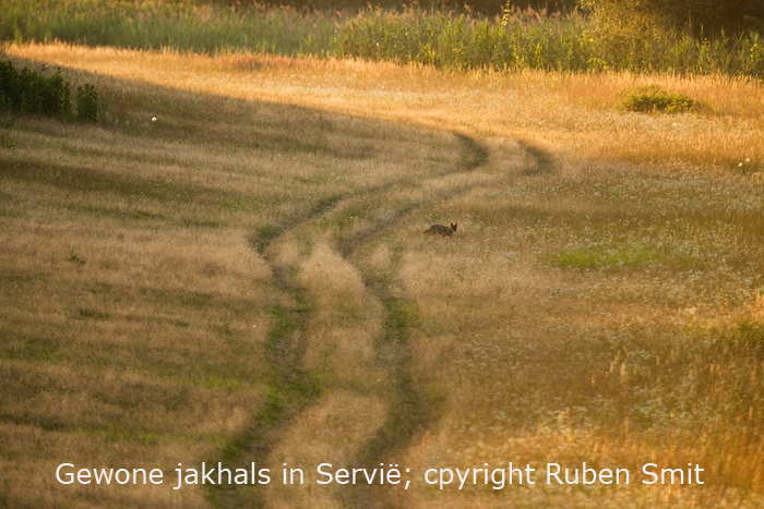 Golden jackal (Canis aureus) in golden lights hunting for prey like egg-laying European pond turtles, Gornje Podunavlje Special Nature Reserve, Serbia