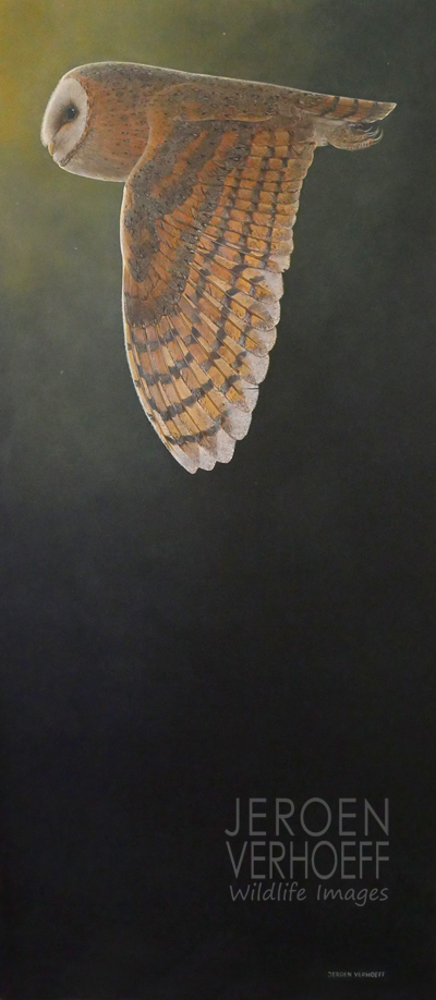 'Spotlight', barn owl, painting Jeroen Verhoeff