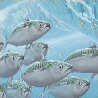 Jeroen Verhoeff Vissenschilderijen Makrelen