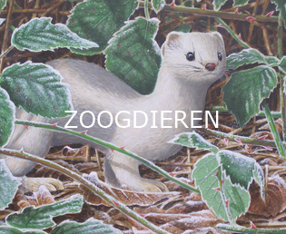 Jeroen Verhoeff Natuurschilderijen Zoogdieren