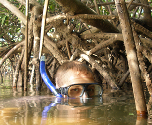 Jeroen Verhoeff Natuurfilm Mangrove