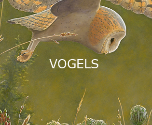 Jeroen Verhoeff Natuurschilderijen Vogels