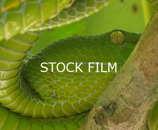 Jeroen Verhoeff Natuurfilm Stock film