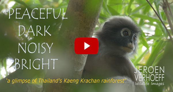 Jeroen Verhoeff Natuurfilm Thailand