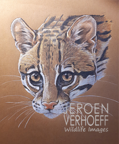 Ocelot studie, Jeroen Verhoeff