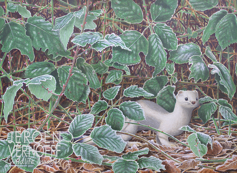 ‘Koning van de weide‘, hermelijn schilderij Jeroen Verhoeff