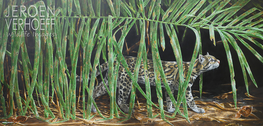 ‘Lichtvlekken’, ocelot schilderij Jeroen Verhoeff