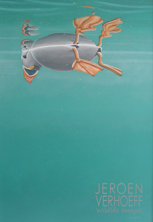 'Snorkelen', papegaaiduiker schilderij Jeroen Verhoeff