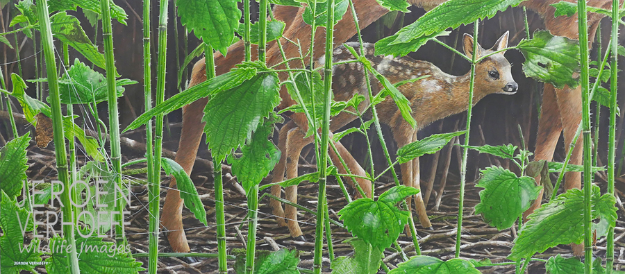 ‘In het brandnetelwoud’, ree, schilderij Jeroen Verhoeff