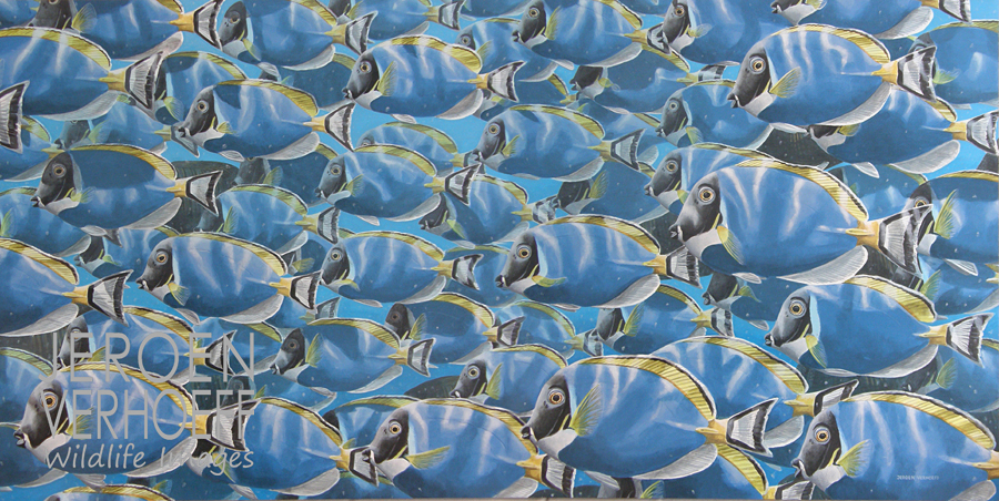 ‘Blauw, zwart, geel en wit’', witborstdoktersvissen, schilderij Jeroen Verhoeff