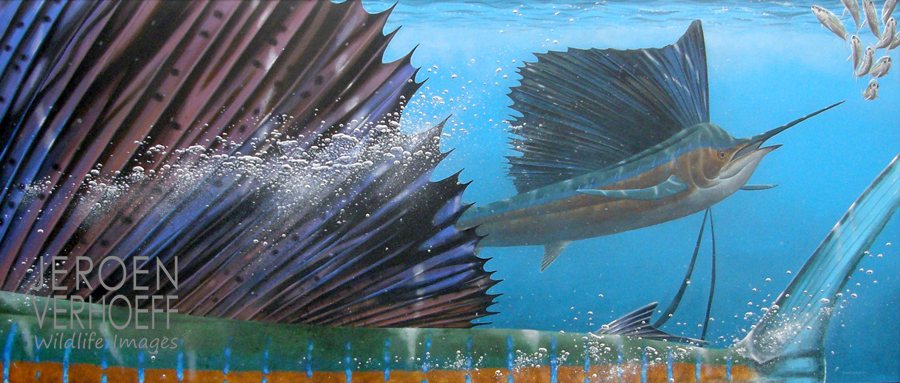 ‘Zeilen‘, zeilvissen schilderij Jeroen Verhoeff