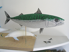 Makreel model Jeroen Verhoeff