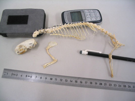 Hermelijn skelet studie