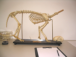 Ocelot skelet studie Jeroen Verhoeff