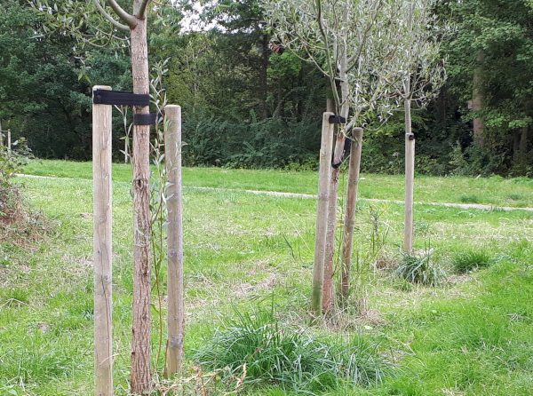 Dode bomen voor levende bomen... Jeroen Verhoeff