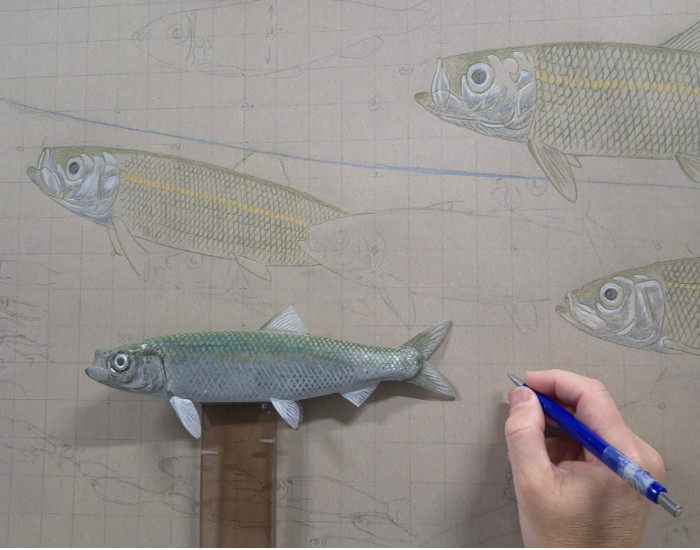 Schets voor een haringenschilderij in opdracht; Jeroen Verhoeff